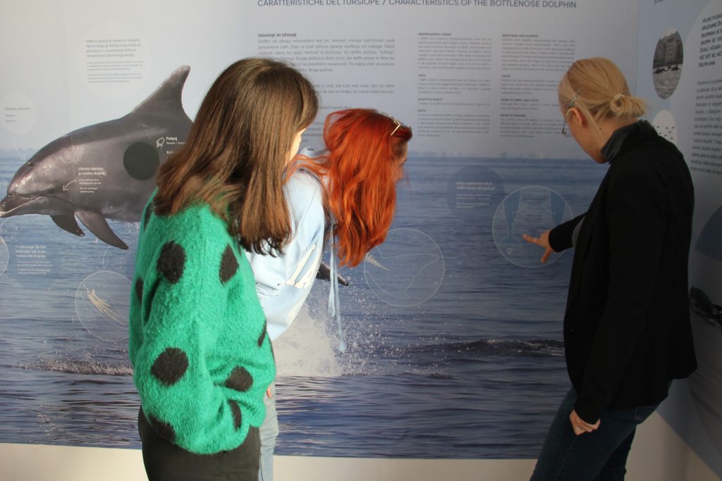 Center o delfinih, piran