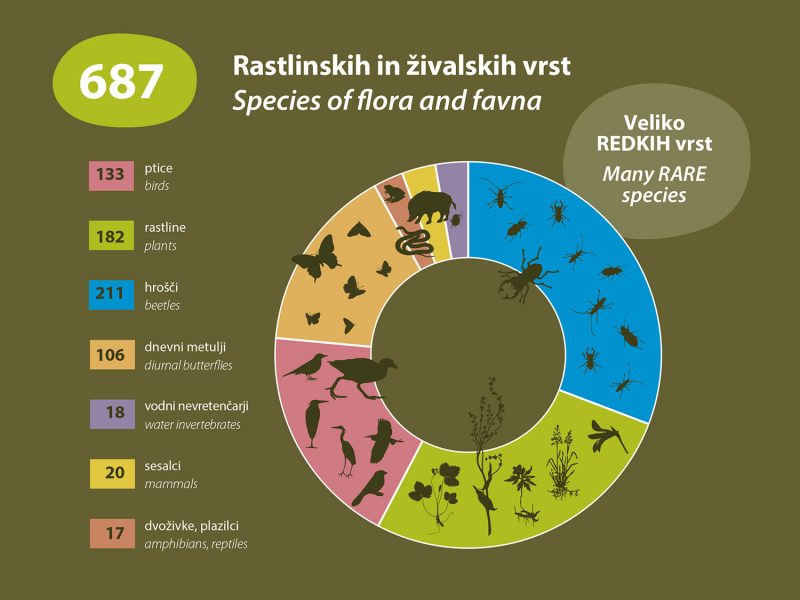 Grafika Pivška jezera