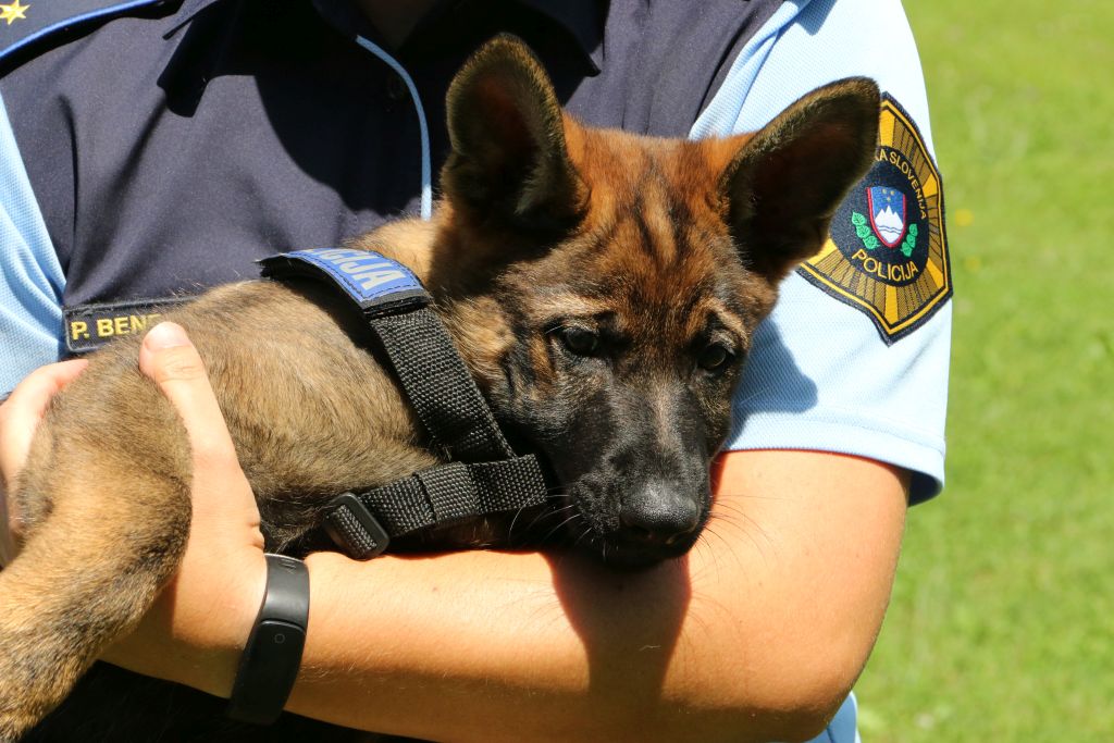 Službeni pes policije, mladiček