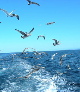 Galebi letijo nad morjem za ribiško barko